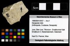 Foto (Objekt + Etiketten) von Decapoda indet. 